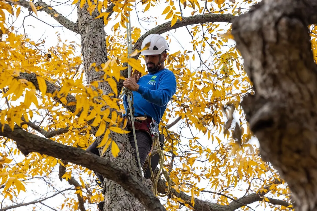 Skilled Tree Trimming crew working in Clark
